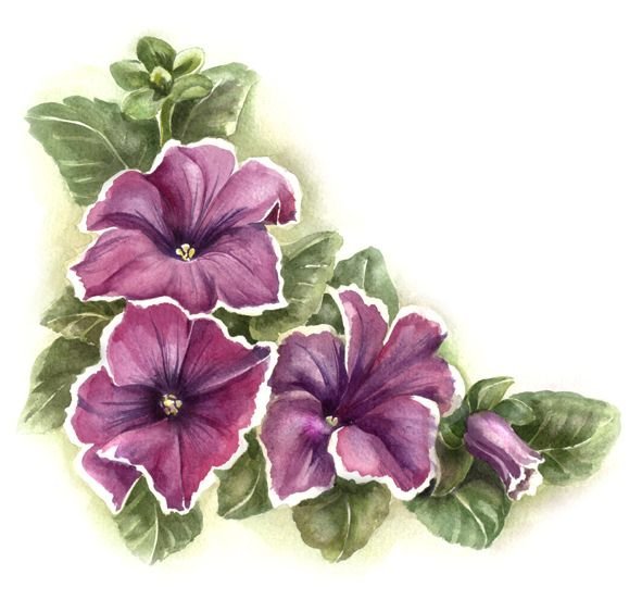 Петуния рисунок