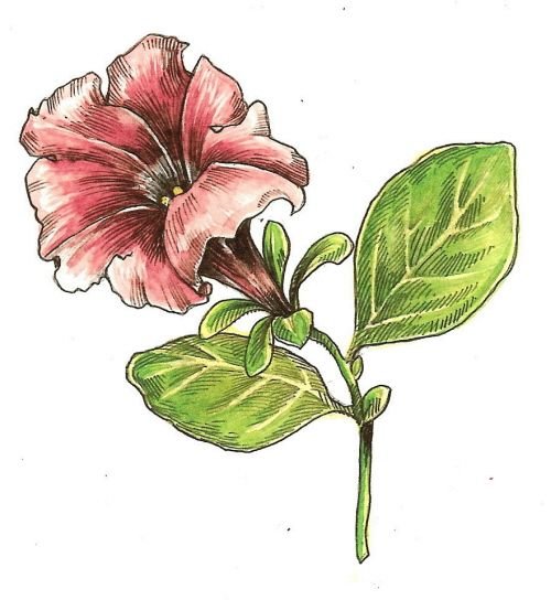 Петуния ботаника