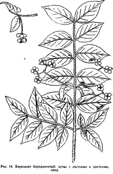 Бересклет листики