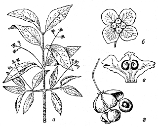 Бересклет бородавчатый формула цветка