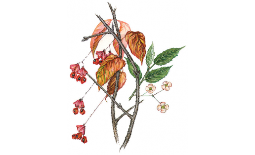 Бересклет бородавчатый побег