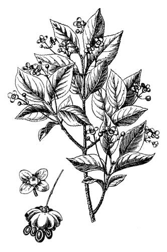 Бересклет бородавчатый формула цветка