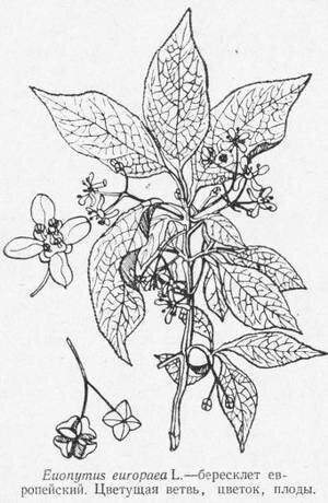 Бересклет гербарий