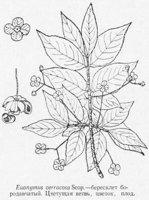 Бересклет Ботаническая иллюстрация