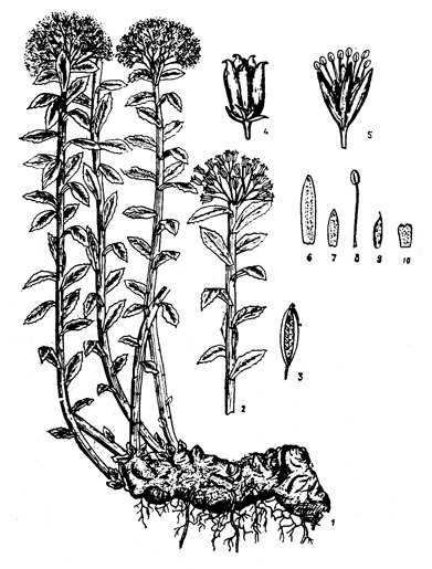 Радиола розовая Фармакогнозия