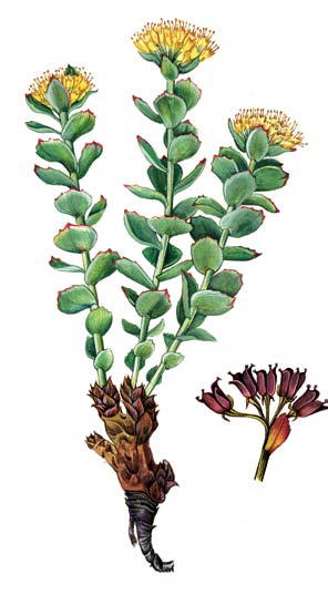 Родиола розовая ботаника