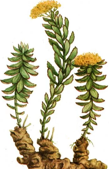 Родиола розовая корневища и корни ГФ