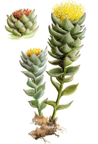 Родиола иремельская рисунок