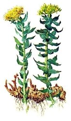 Корни и корневища родиола