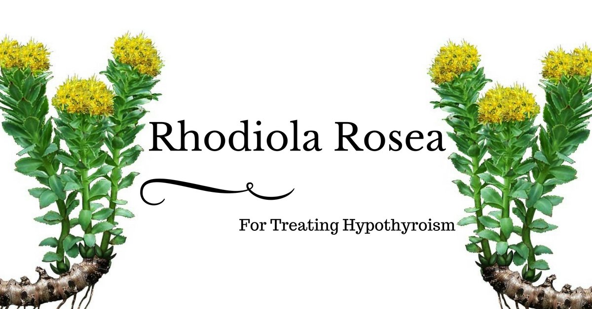 Родиола розовая сырье. Родиола розовая ботаника. Родиола четырехчастная (красная щетка)- Rhodiola quadrifida. Родиола Фармакогнозия.