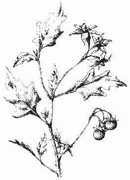 Паслён дольчатый