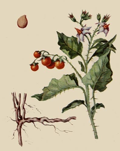 Паслён сладко-Горький