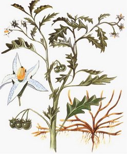 Паслен клювовидный