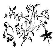 Паслен сладко-Горький рисунок