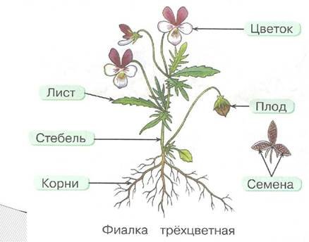 Строение фиалки