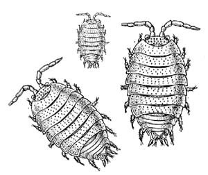 Мокрица ракообразное