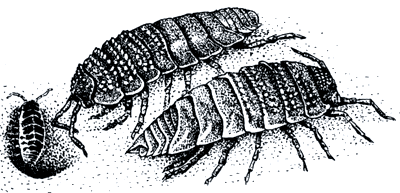 Мокрица нарисованная