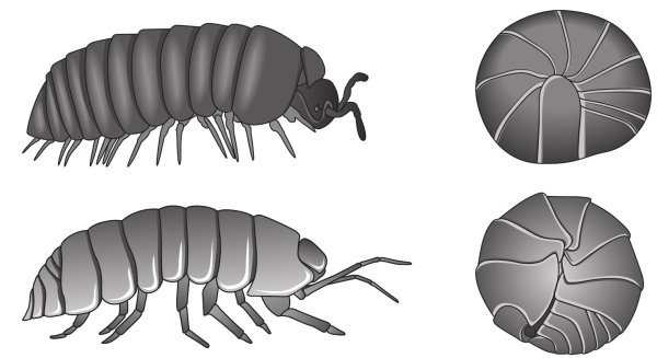 Мокрица силуэт