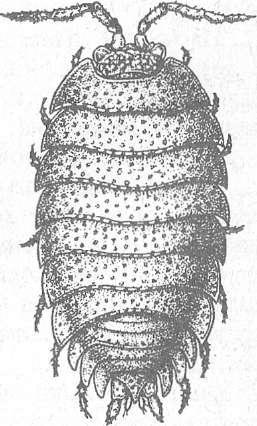 Мокрица схема