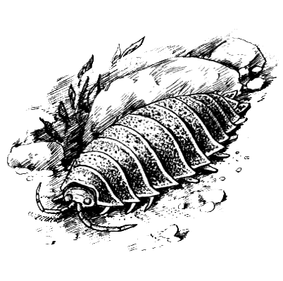 Внешнее строение мокрицы