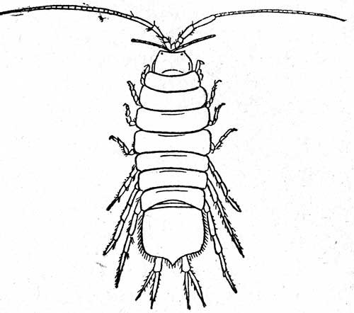 Водяной ослик строение