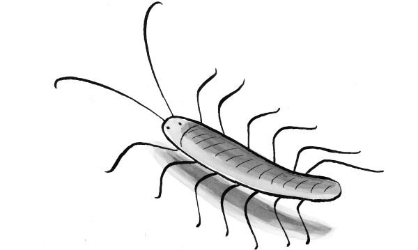 Чешуйница строение