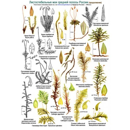 Мхи Кукушкин лен сфагнум маршанция