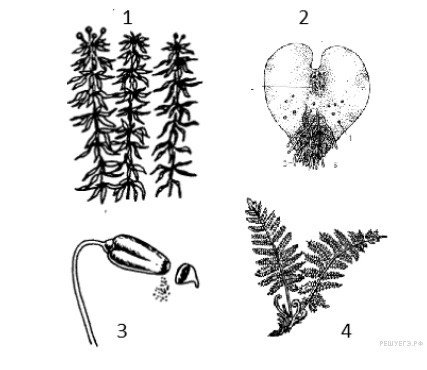 Листостебельные мхи средней полосы России