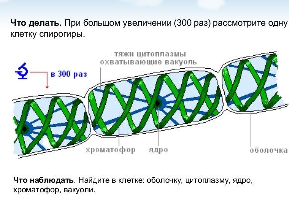 Спирогира схема строения