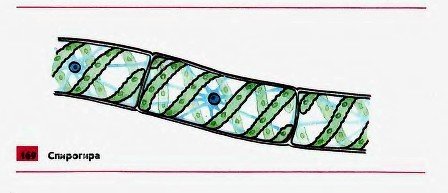 Спирогира водоросль рисунок