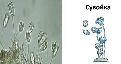 Размножение сувойки