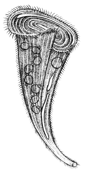 Сувойка рисунок (46 фото)