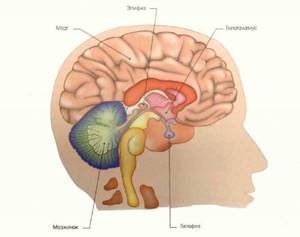 Гипофиз головного мозга и шишковидная железа
