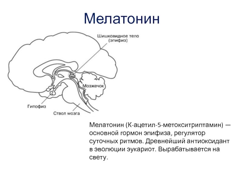 Гипофункция мелатонина гормона. Эпифиз гормоны и функции. Строение мозга человека эпифиз. Эпифиз строение гормоны. Мелатонин эпифиз.