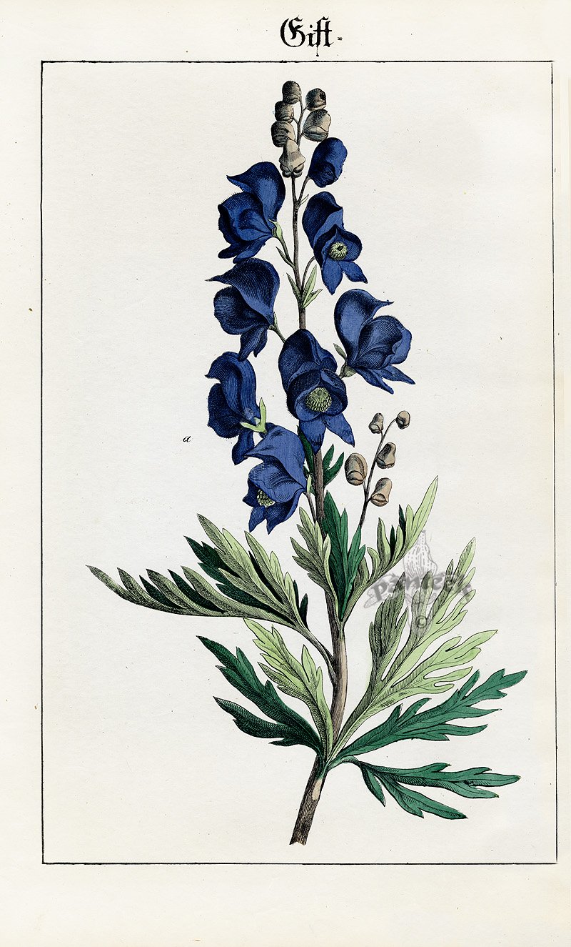 Синюха голубая Ботанический рисунок