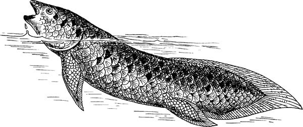 Двоякодышащие строение