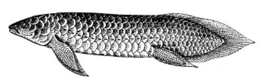 Двоякодышащие на белом фоне
