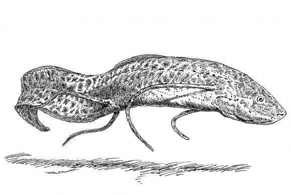 Протоптер рыба Нора