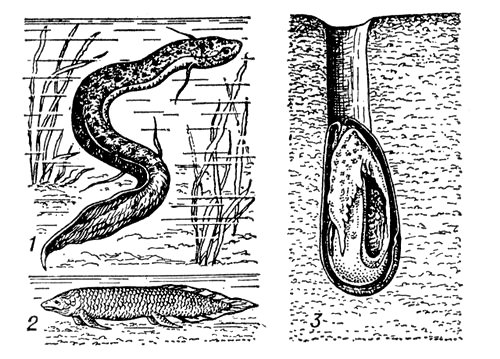 Двоякодышащие внутреннее строение