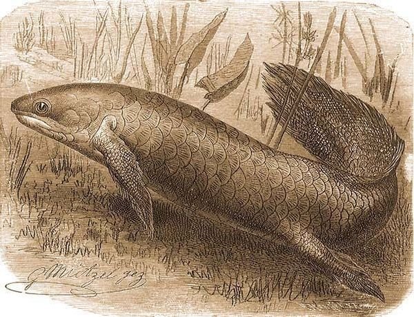 Протоптер внутреннее строение