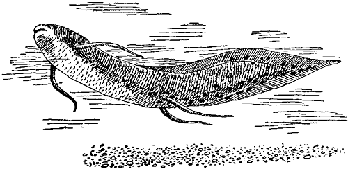 Протоптер строение тела