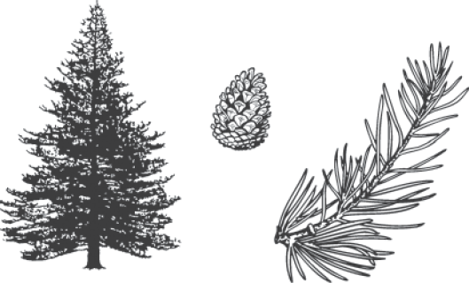 Строение листа голосеменных растений