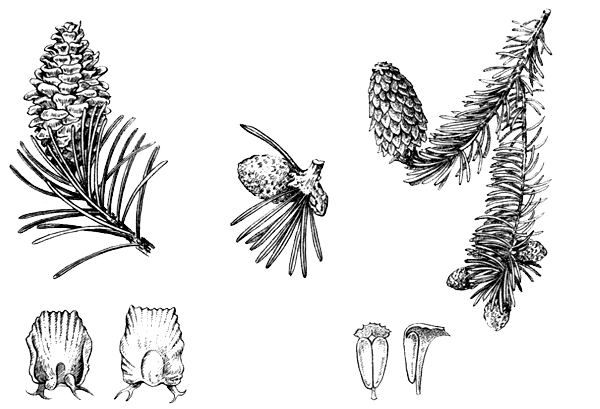 Строение побега сосны обыкновенной