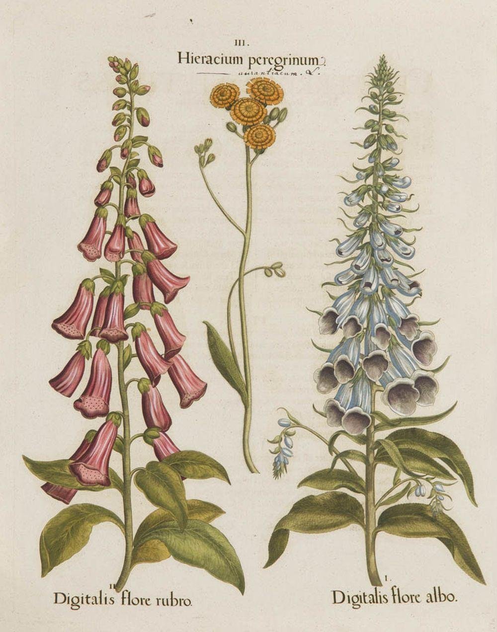 Наперстянка крупноцветковая гербарий