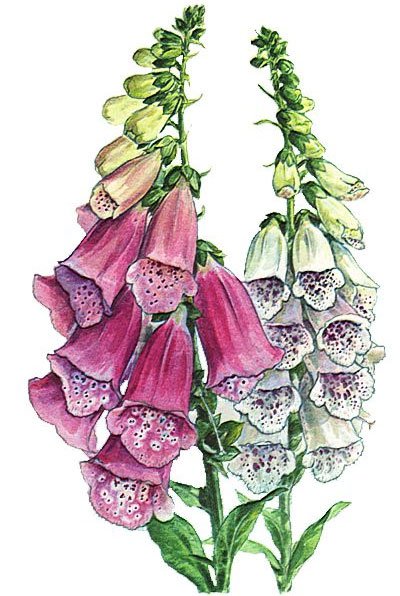 Наперстянка Ботаническая иллюстрация