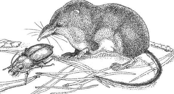 Сибирская белозубка