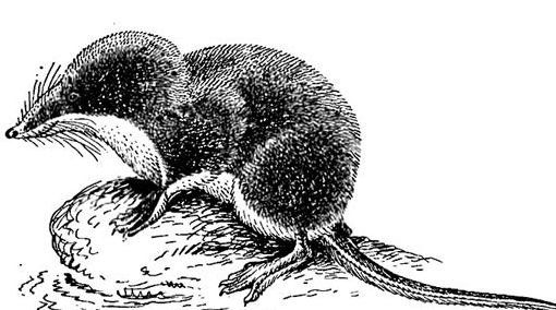 Обыкновенная кутора