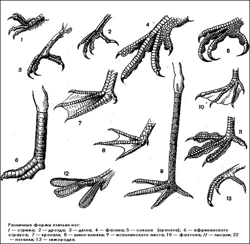 Лапы птицы на белом фоне