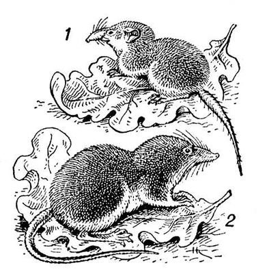 Бурозубка обыкновенная