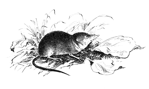 Землеройка рисунок (49 фото)